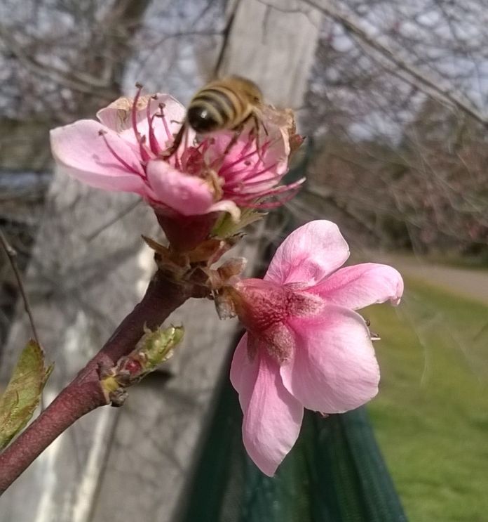 a bee on my new nectarine tree