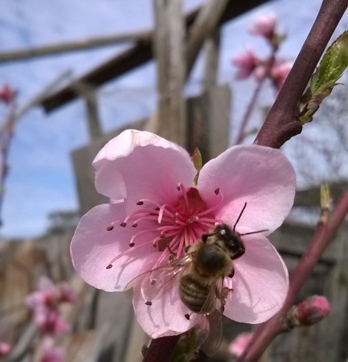 a bee on my new nectarine tree