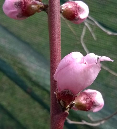 nectarine blossom