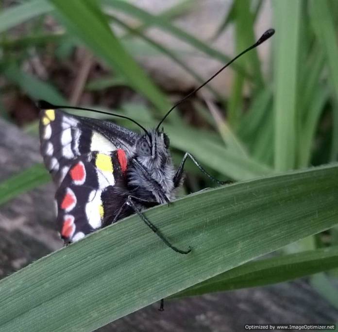 2015septbf3-Optimized