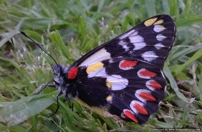 2015septbf4-Optimized