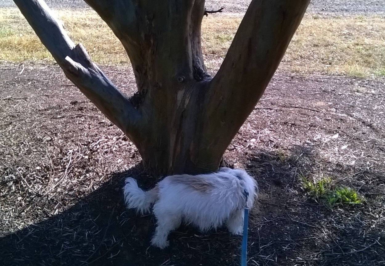 my dog Vika sniffing