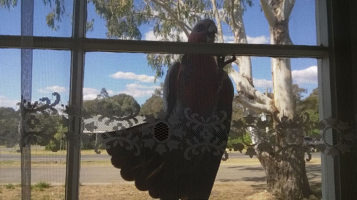 galah on window