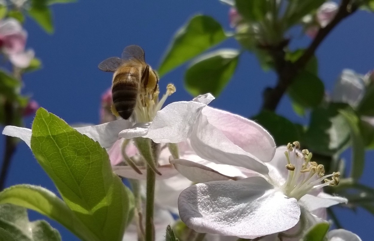 acrobatic bee in apple blossom