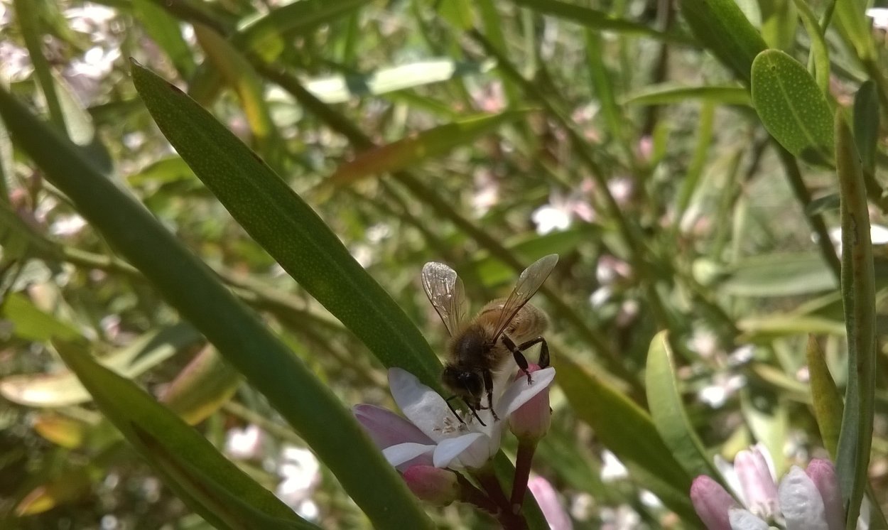 the first cropped version Bee on Australian Native Daphne