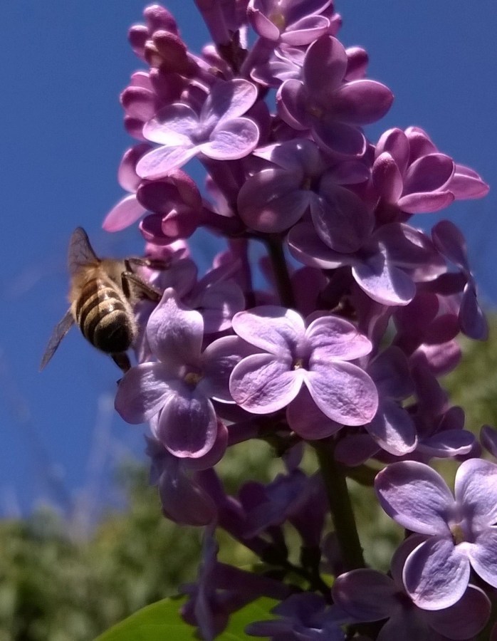bee on lilac