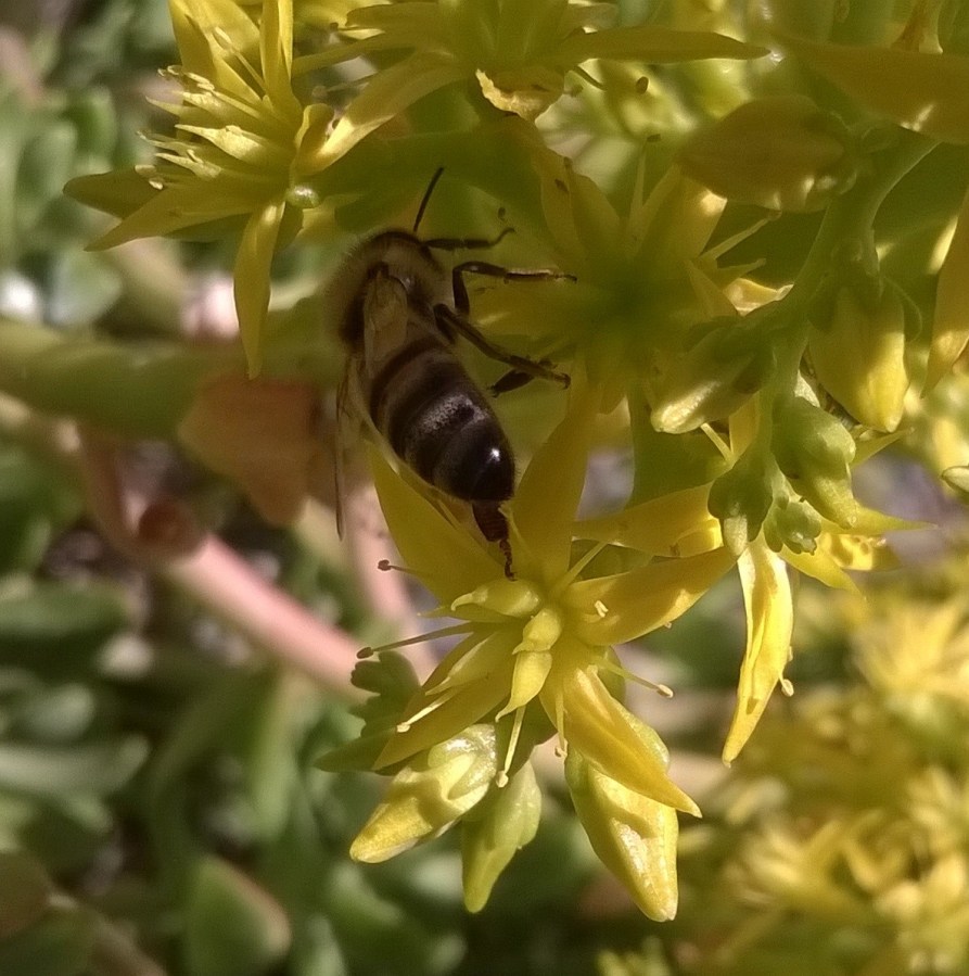bee on flowers on yellow flowers belonging to a succulent 