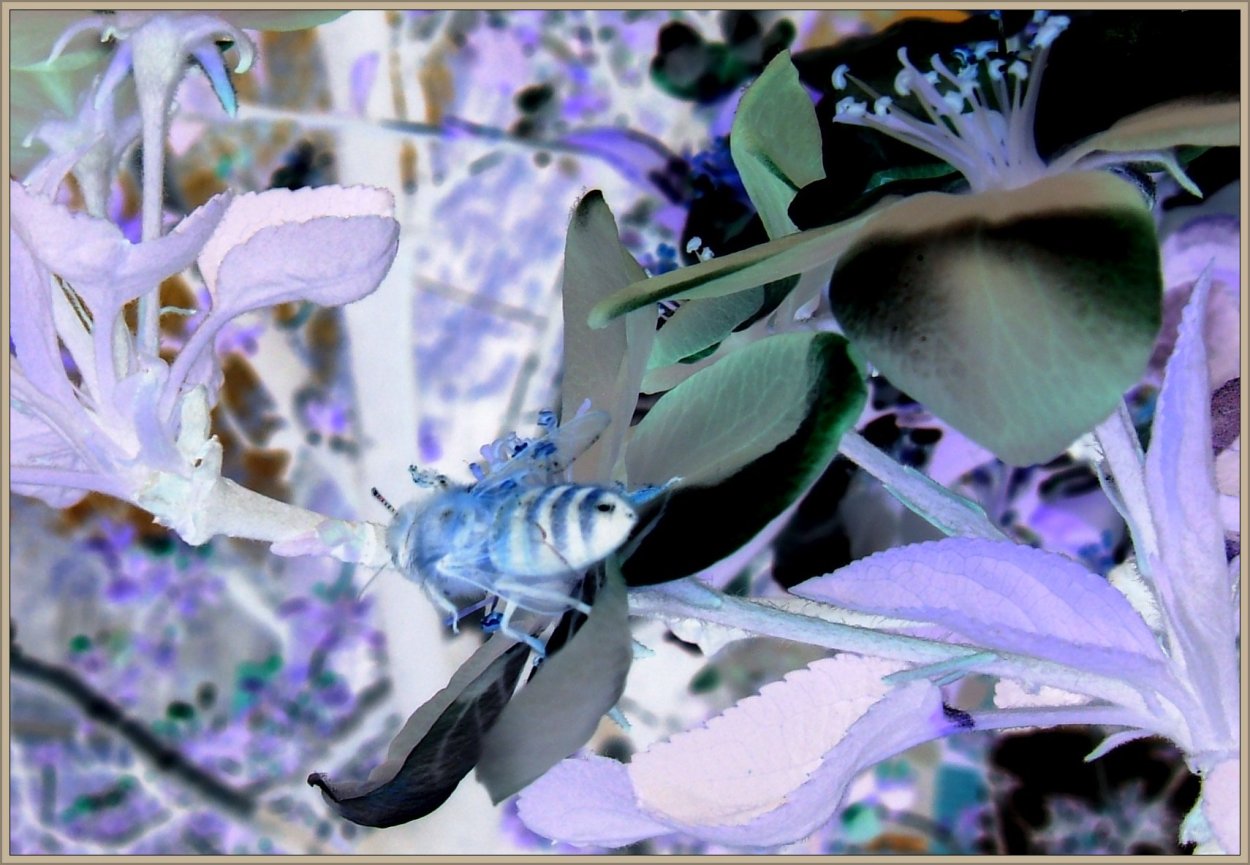 Bee on apple blossom - FujiFilm FinePix A607, colours inverted