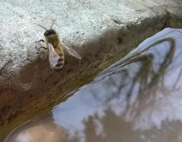 beewater