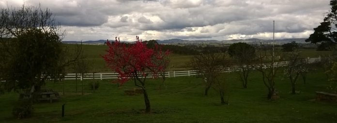 a very dull day, but the blossoming ornamental fruit tree stands out