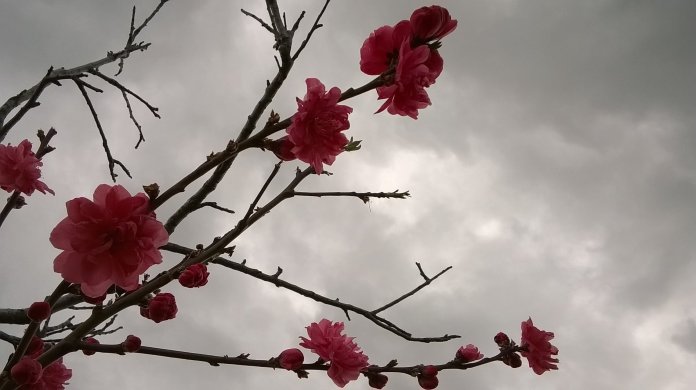pink blossom against grey sky