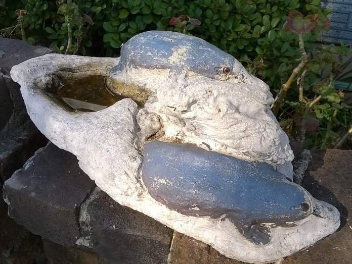 birds' drinking place