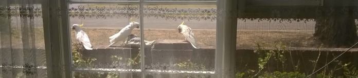 sulphur-crested cockatoos