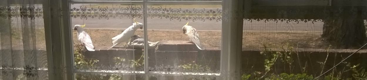 sulphur-crested cockatoos