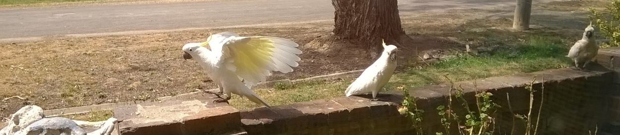 sulphur-crested cockatoos