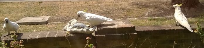 sulphur-crested cockatoos