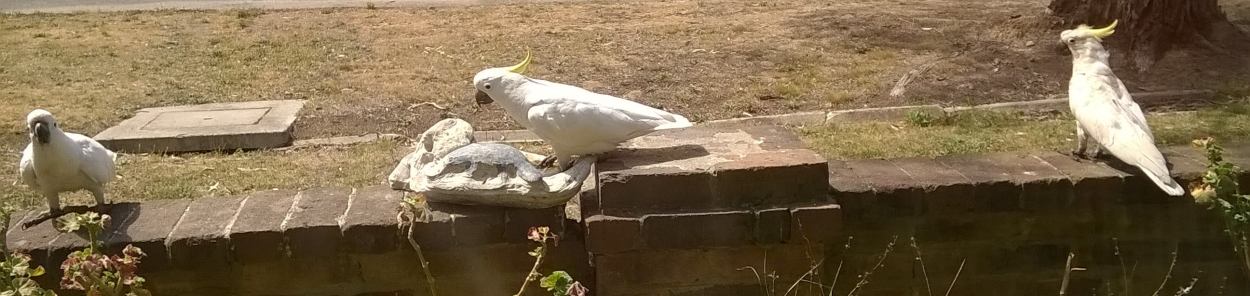 sulphur-crested cockatoos