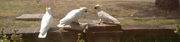 sulphur-crested cockatoos