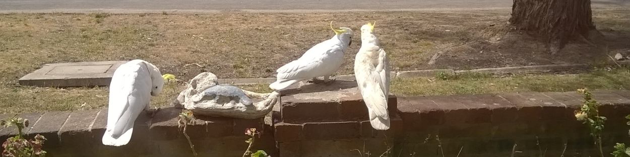 sulphur-crested cockatoos