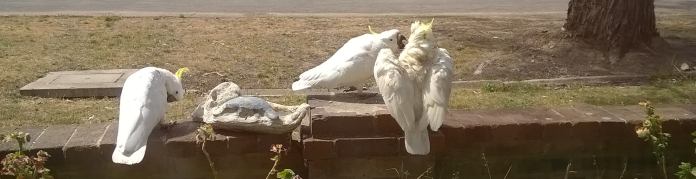 sulphur-crested cockatoos
