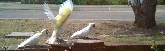 sulphur-crested cockatoos
