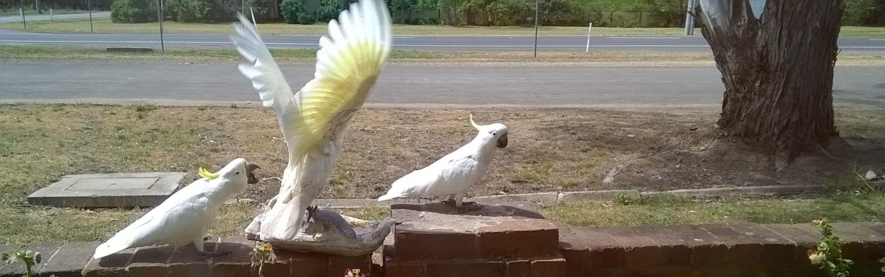 sulphur-crested cockatoos