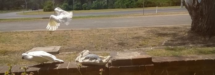 sulphur-crested cockatoos
