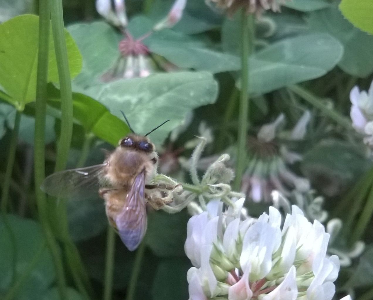 Bee on clover