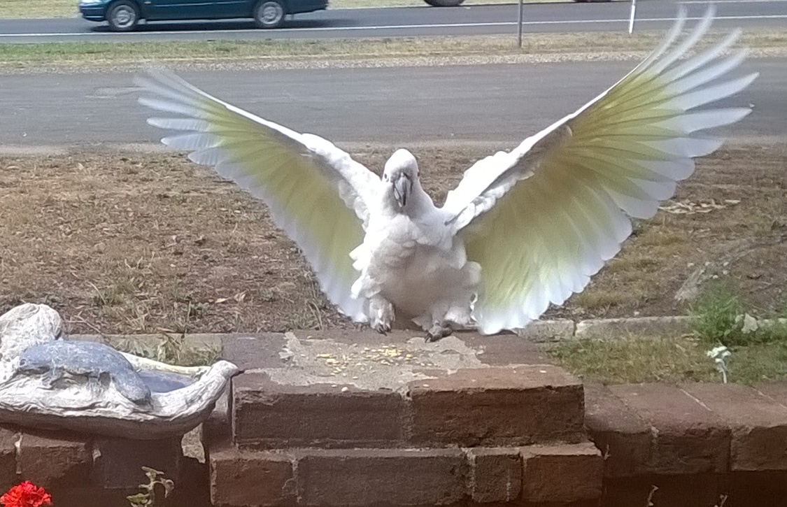 Sulphur-crested cockatoo on my front fence