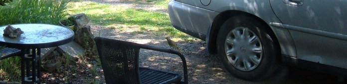 White-plumed Honeyeater perched on chair
