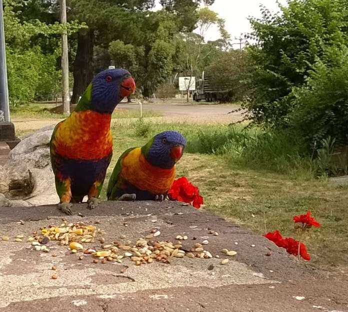 lorikeet4