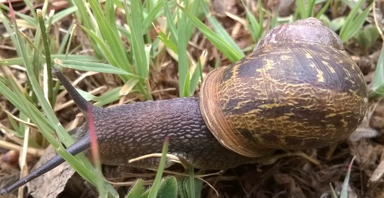 Garden snail