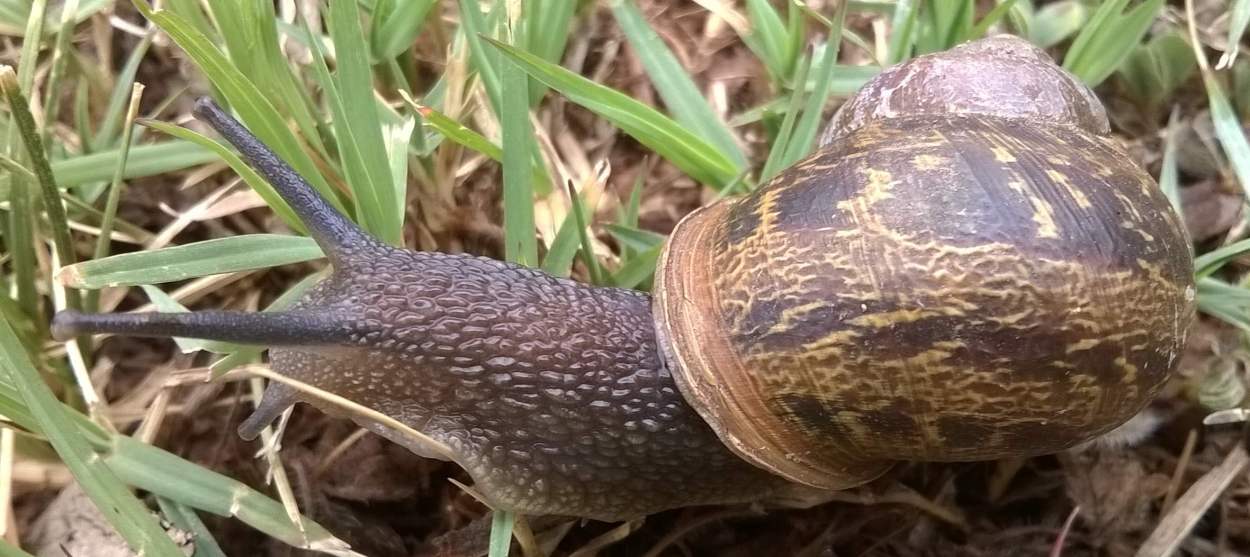 snail2