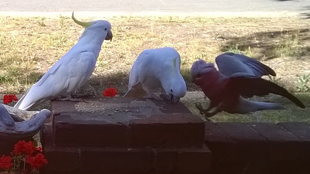sulphur-crested cockatoos, galah