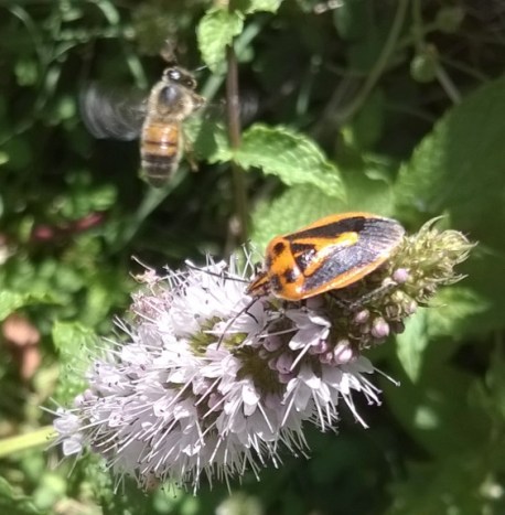 a shield bug and a flying bee