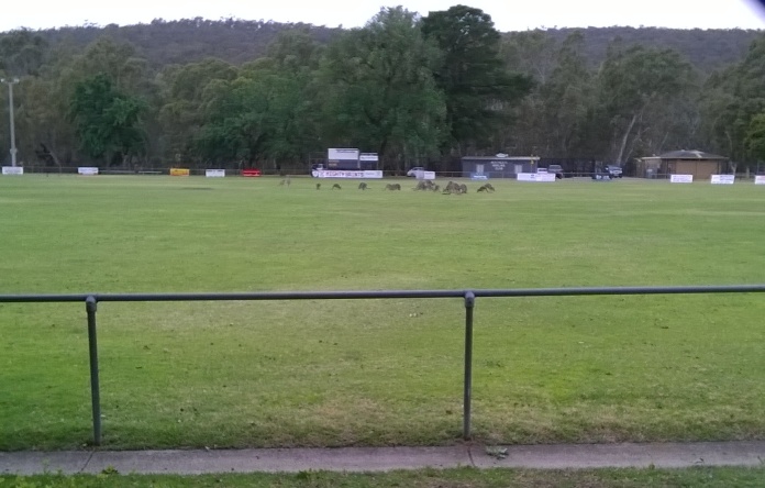 Kangaroos on the football oval in the centre of Heathcote, Victoria, Australia