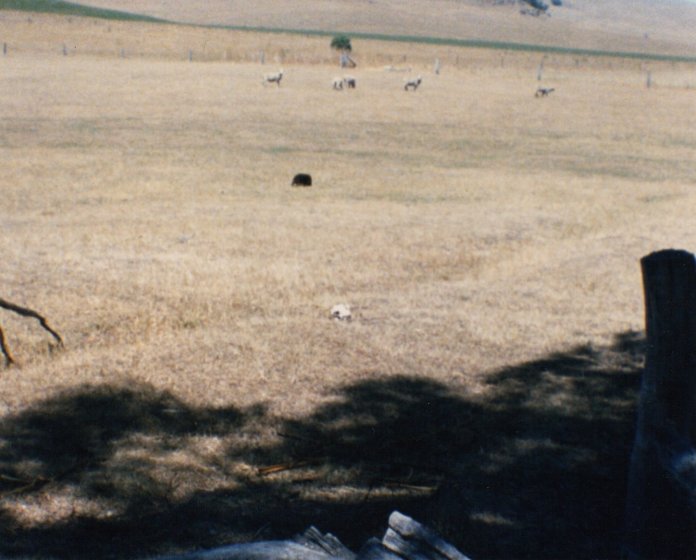echidna - a black spot in the paddock