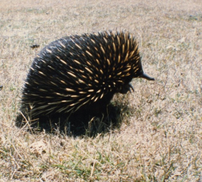 echidna