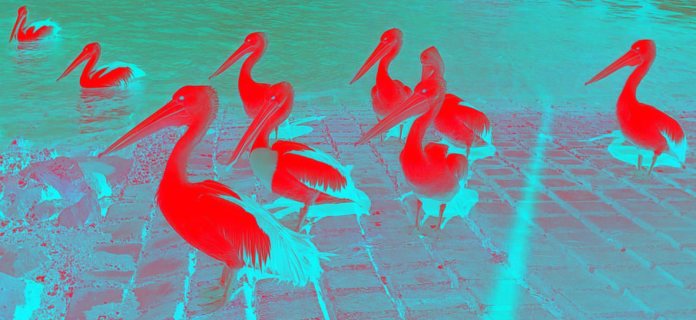 pelicansinvertedsmallred