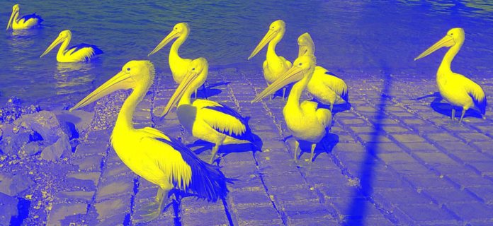 pelicansinvertedsmallyllw