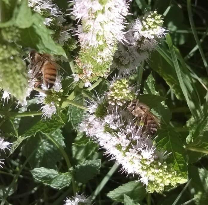 Bees on mint blossom