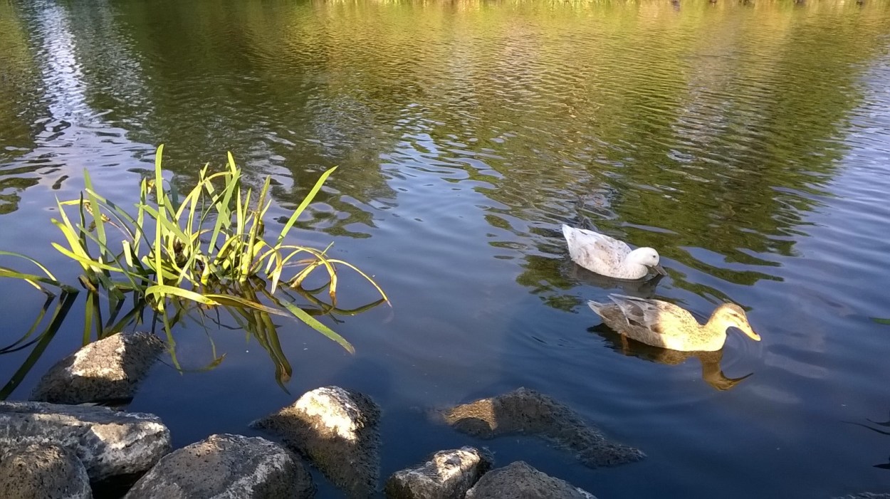 wp 20160102 19 19 31 pro