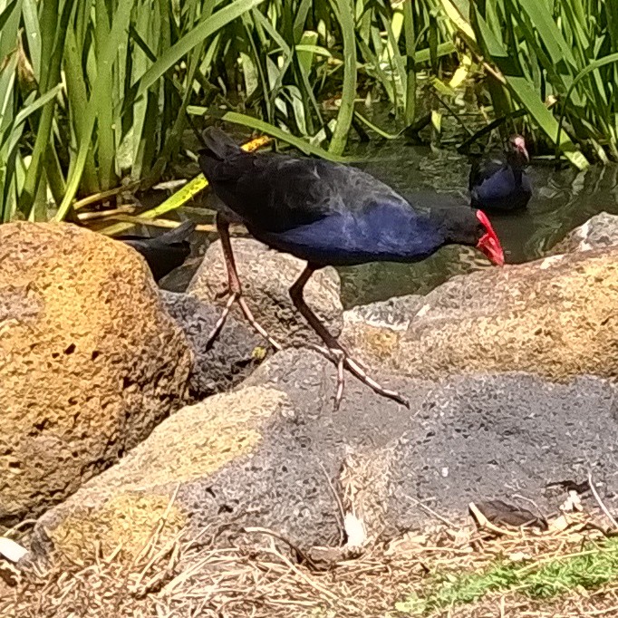 wp 20160103 15 16 16 pro