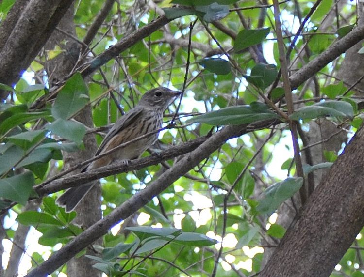 bird, a possible Jacky Winter