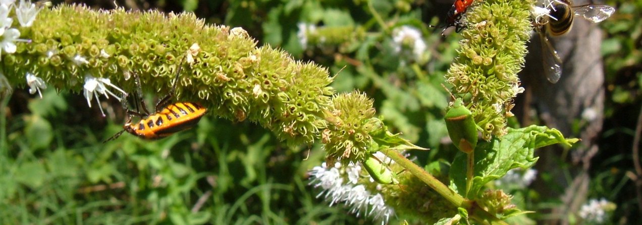 a bee and some bugs in the mint blossom