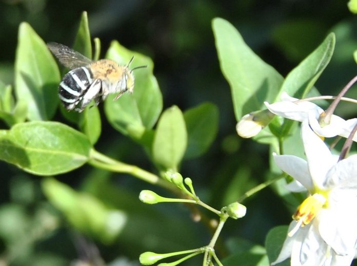 sun-drenched blue-banded bee, flying