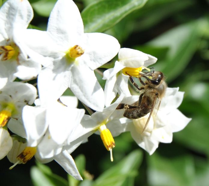 Bee on a jasmine flower