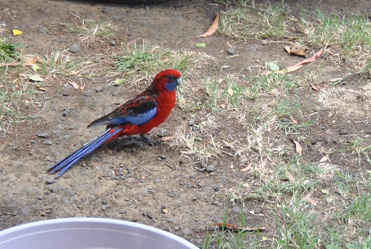 crimson rosella on ground