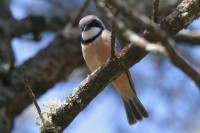 Rufous Whistler, male. (Image from Birds in Backyards)