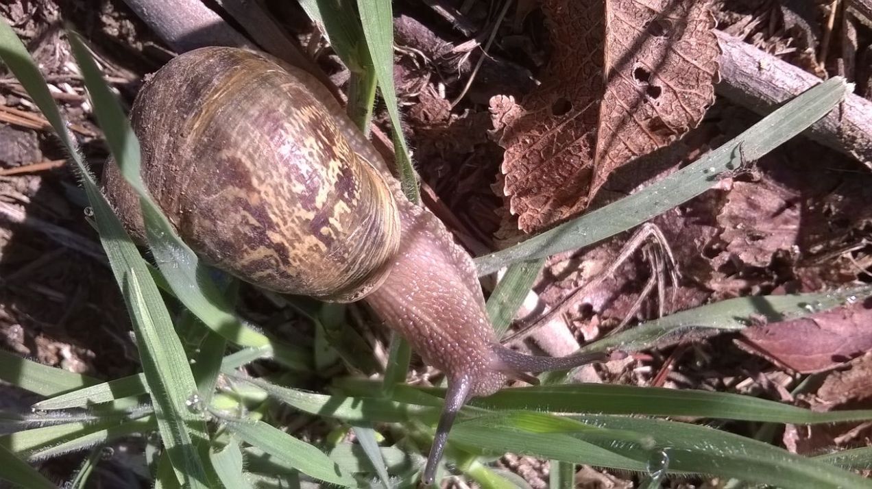 snail